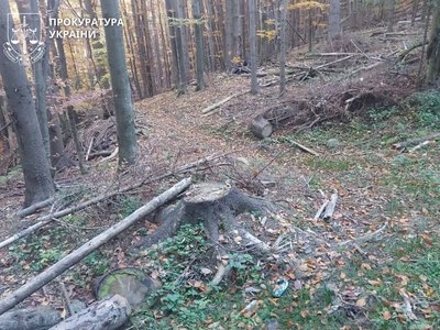 SE Forests of Ukraine to pay 83 million for illegal logging in a nature reserve - Office of the Prosecutor General