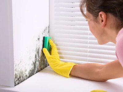 How to remove mold and mildew in an apartment: effective methods and prevention
