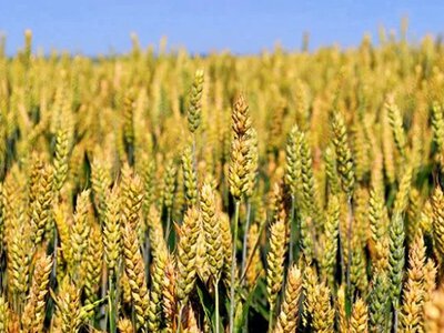 Ukraine has launched the practical stage of preparations for EU accession; 16 indicators must be met in the agricultural sector - Ministry of Economy