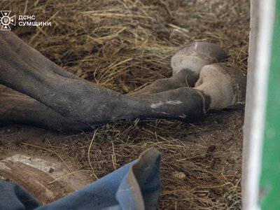 The Russian Federation attacked an equestrian school in Sumy where children's classes were held; animals were killed