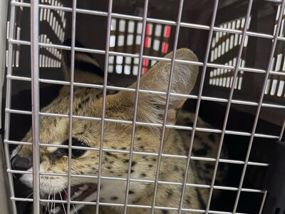 In Kyiv, a serval fell from a seventh-floor window and was hospitalized