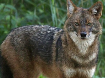 Golden jackal spotted in Chornobyl Reserve as species spreads across Ukraine