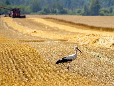 Harvest season has started in Ukraine: the harvest is expected to reach 81–83 million tons