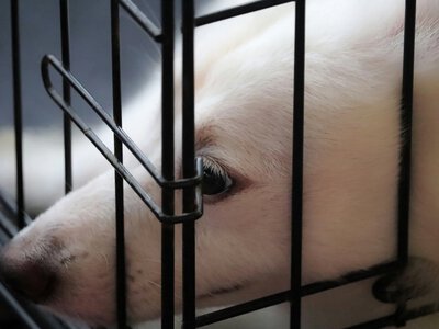 Ukrainians ask the government to strengthen responsibility for intentional killing or torture of animals
