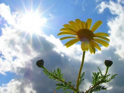Sunny weather without precipitation expected in Ukraine on June 21 - Hydrometeorological Center