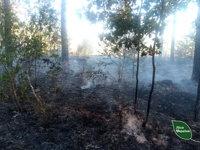 In Zhytomyr region, five forest fires broke out due to a drone attack by the Russian Federation