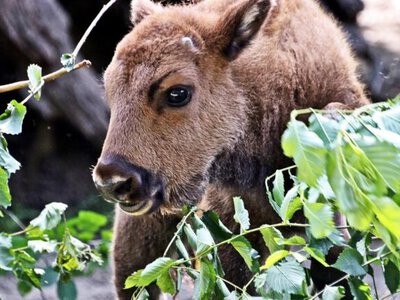 Young bison Ukka joins European bison conservation program at Kyiv Zoo