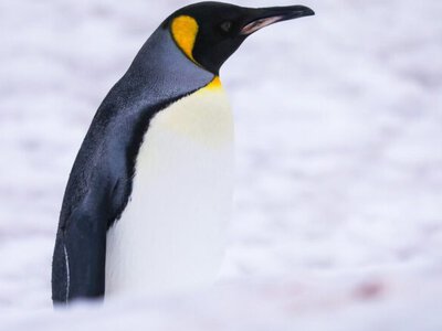 King penguin travels thousands of kilometers to visit Ukraine's Antarctic research station
