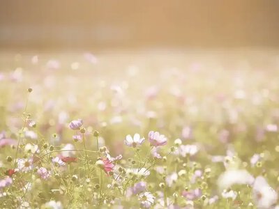 Heat, cloudiness, and occasional short-term rains - weather forecast for June 25