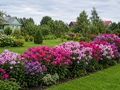 How to care for phlox: watering, fertilizing, pruning and pest protection