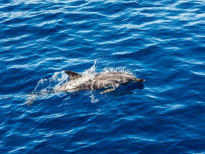 In a month, 56 dead dolphins were washed ashore on the coast of the Tuzly Estuaries due to the russian war