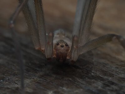 One of the world's most venomous spiders has been detected in Portugal for the first time