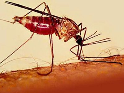 Two more cases of tropical malaria detected in Lviv region