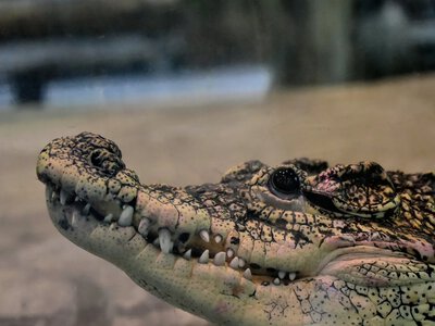 In the Kyiv Zoo, turtles and crocodiles were injured due to a Russian attack, and the dome of the winter garden was damaged