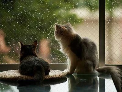 Brief rains and thunderstorms - weather forecast for July 6
