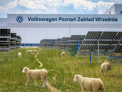 Volkswagen uses 100 sheep at a solar power plant in Poland
