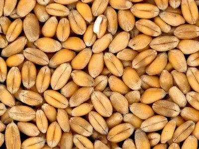 Occupiers disguise fuel in grain trucks for supply to the front - CND