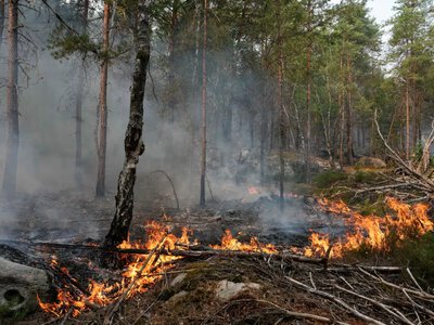 In Paris, a man was detained for attempting to set fire to one of the city's largest parks