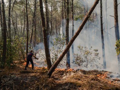 Scientists explained why this year such large-scale fires broke out in Europe