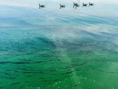 Toxic algae have appeared along the Baltic Sea coast in Germany and Poland; authorities warn of the dangers of swimming