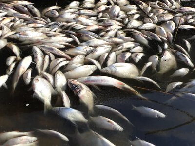 An environmental disaster has been recorded in the Kyiv region: approximately three tonnes of fish have died