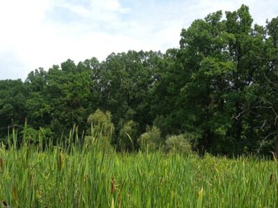 Eco-solutions: Zelenskyi signs decree creating Chornyi Lis national nature park