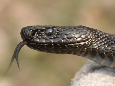 In Ukraine, 30 snakebite-related medical consultations were recorded over five months, including 4 children among those affected