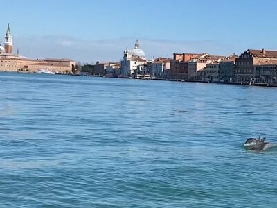 A dolphin was spotted in the waters of Venice near the famous Rialto Bridge