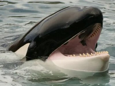 The oldest Iberian orca, Granny, may have been injured by humans - what injuries the animal sustained