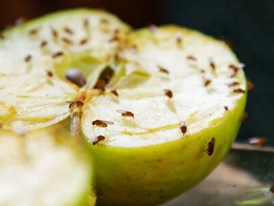 Where do gnats come from in an apartment, and how can you get rid of them quickly?