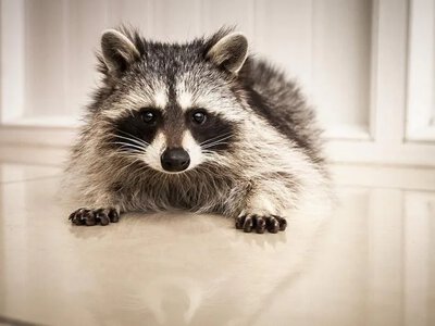 A Raccoon at Home: Why This Cute Animal Can Become a Serious Challenge for Its Owner
