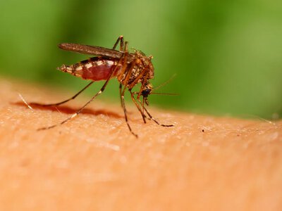 Four people have died from West Nile fever in North Macedonia