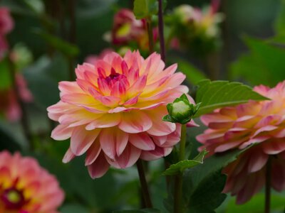 Lush dahlias without unnecessary hassle: when to plant, what to feed them, and how to protect them from diseases