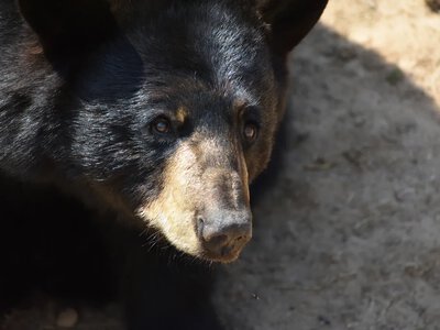 In the United States, hungry bears are wandering into homes and shops in record numbers