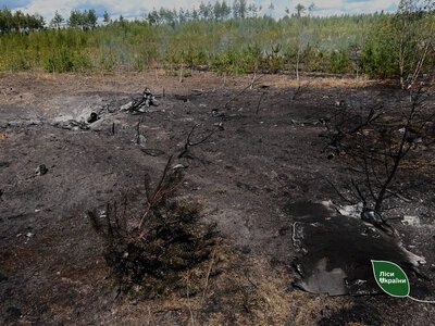 In Ukraine, 84 hectares of forest burned due to enemy attacks over the course of a week