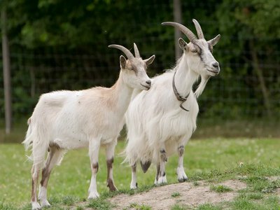 Portugal wants to use EU funds to buy goats to combat forest fires