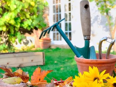 What to plant at your country house in autumn to have your own supply of herbs for tea