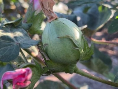 Farmers in Odesa region grow Ukrainian cotton variety Unbreakable from seeds brought out of occupied Kherson