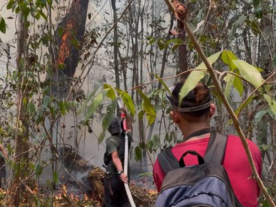 Forest fires in Indonesia threaten the main orangutan research center in Borneo