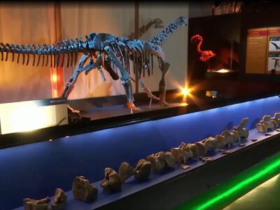 Diplodocus dinosaur remains discovered in Spain — the first time they have been found outside the United States