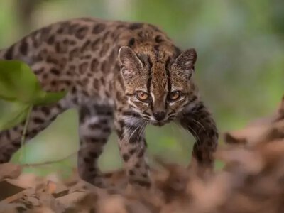 Scientists have discovered a new species of wild cat in Bolivia