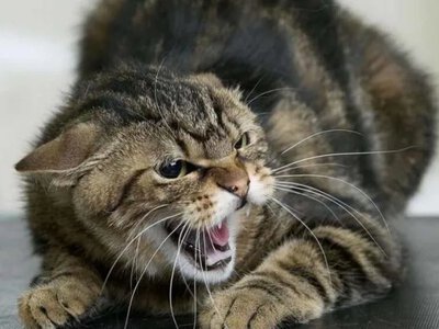 Rabies in dogs and cats: the first signs and what to do if you have been bitten by an animal