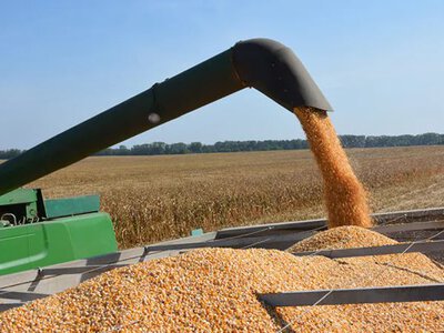 In Ukraine, the harvesting of wheat, barley, peas and rapeseed has been completed — how much was harvested