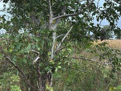 Russian drones violate Moldova and Romania airspace during attack on Ukraine: Gerbera debris found in Florești