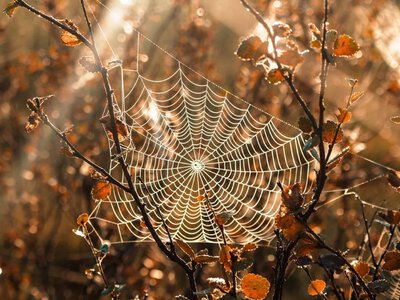 A true Indian summer is coming to Ukraine: what the weather will be like over the weekend
