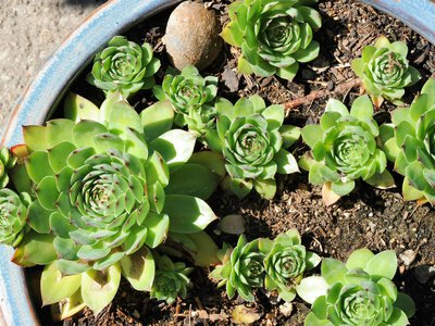 Main enemy of hens-and-chicks is not frost, but water: how to water, feed, and protect the plant
