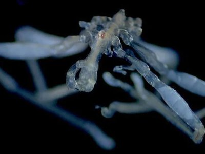 Red eyes, claws, and a mouth with three lips: Scientists discover two new species of sea spiders