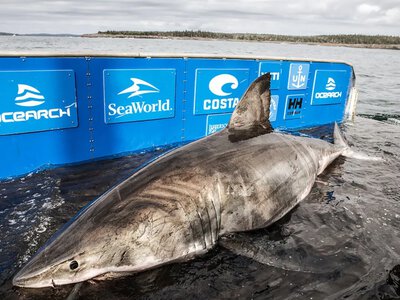 Great white sharks are increasingly swimming toward Canada's shores, and scientists have explained what is drawing them north