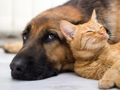How to recognize animal abuse and whom to report it to