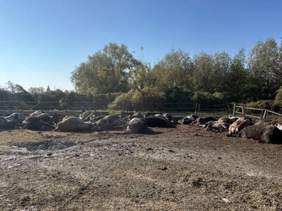 Russian guided bombs destroy livestock complex in Kharkiv region, killing over 30 cows